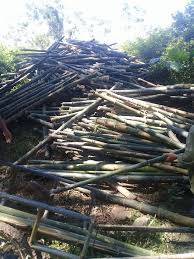 mua tre giá rẻ quảng nam